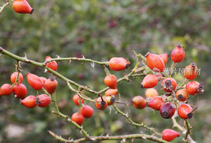 甜石南蔷薇(Rosa rubiginosa)